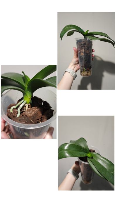 Орхидея фаленопсис