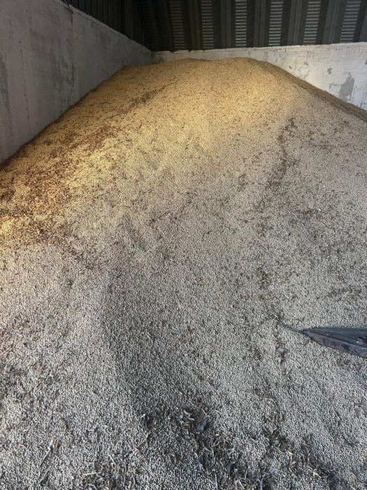 mazare productie 2025