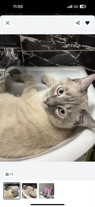 Отдадим кота на добрые руки