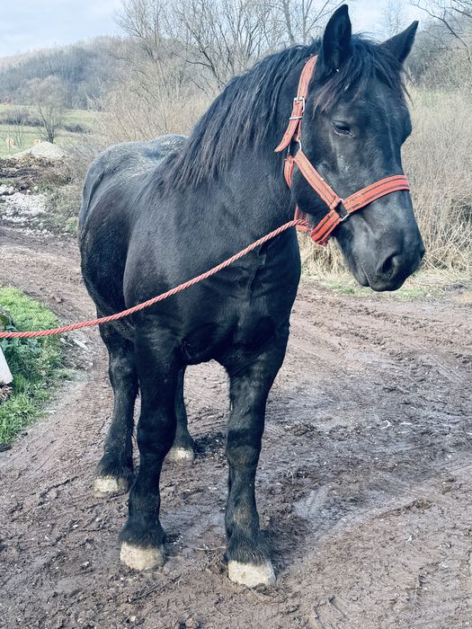 Vand manz negru singe rece unguresc