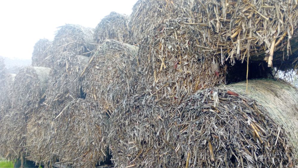 De vanzare baloti coceni porumb