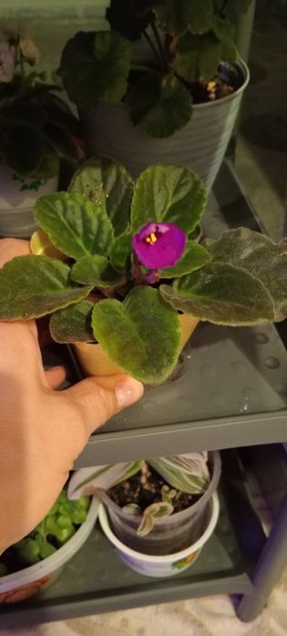 Комнатные цветы.