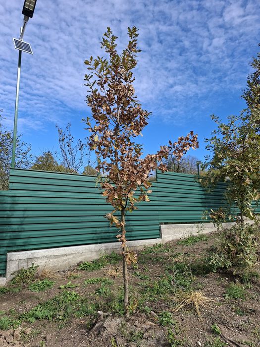 Stejar verde, stejar rosu, stejar penducular