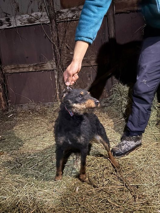 Ягтерьер рабочий