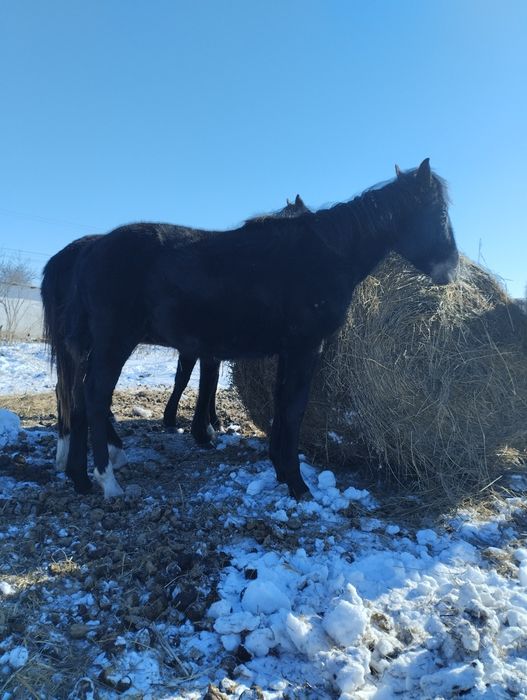 Продам жеребчика .