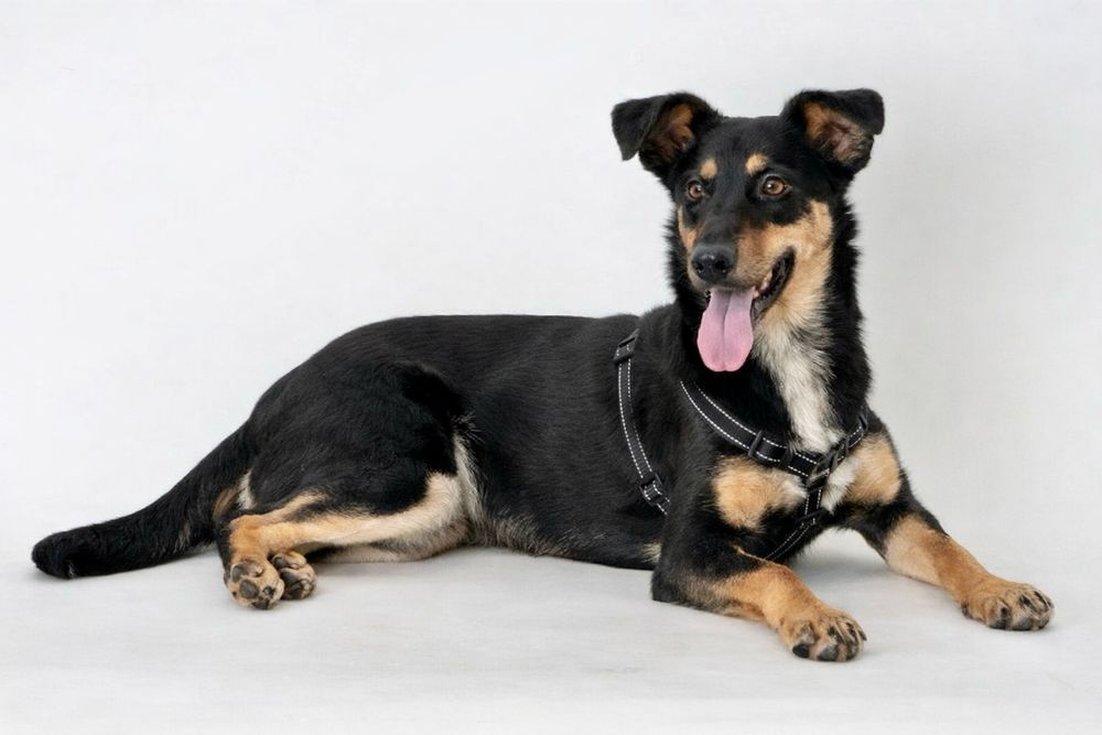 Собака Найла — нежная девочка в семью