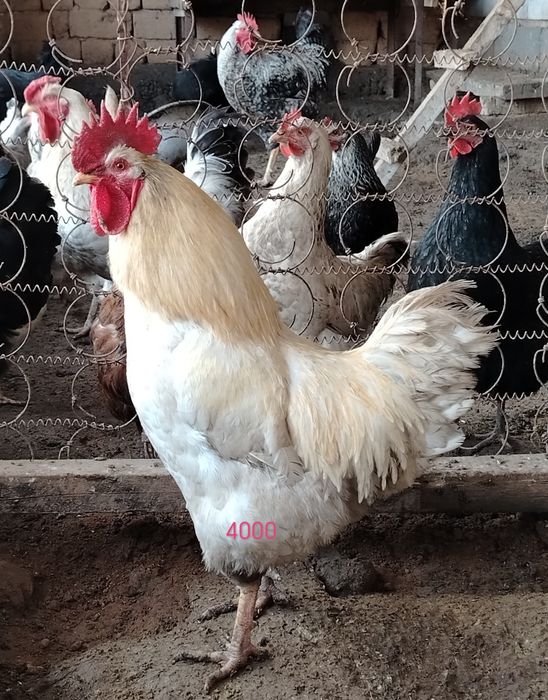 Қораз петух метис