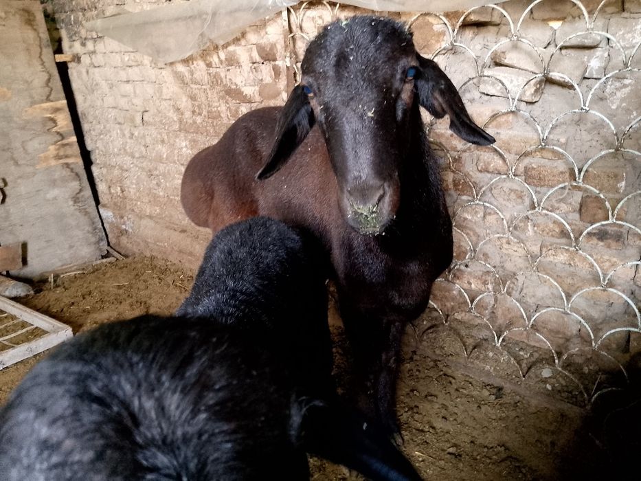 Yirik qochqor  boyi 90 + cm