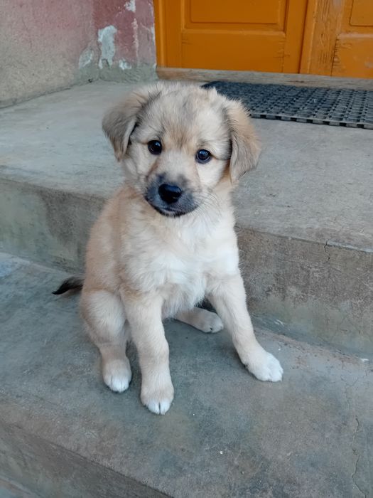 Donez cățeluşă de 2 luni