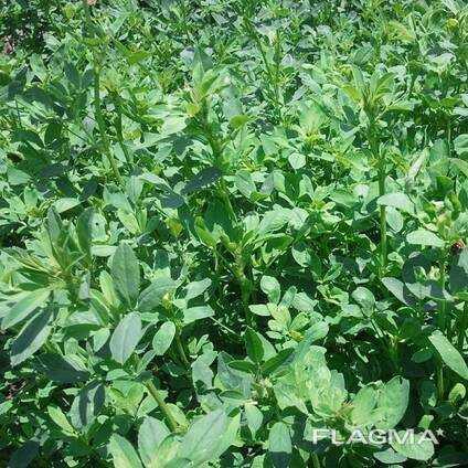 Семена люцерны Abel BOLTON