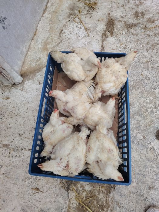 Pui alb de carne și rasa mixta