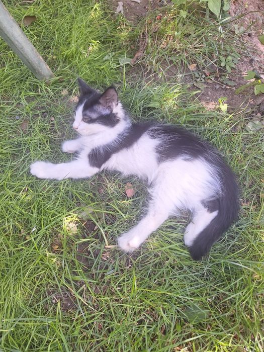 Котята бесплатно