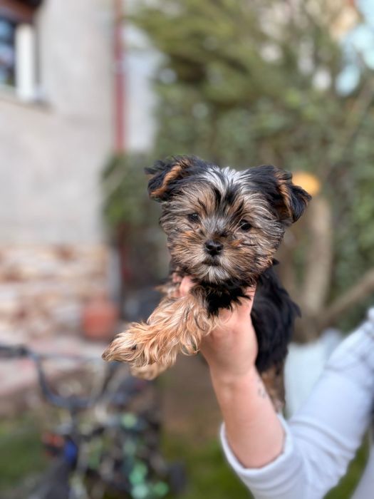 Yorkshire Terrier