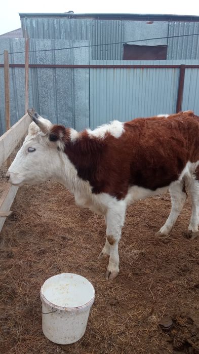 1 туған Кунажын сиыр сатылады 360-мын