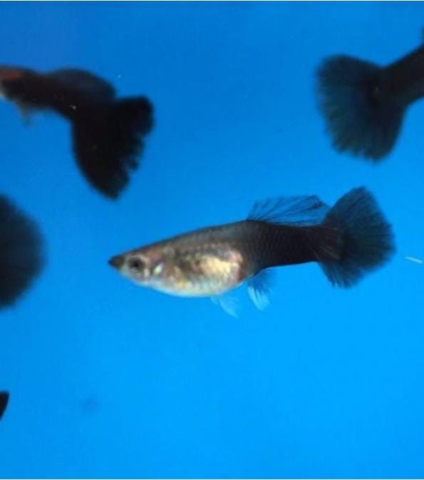 Гуппи Full Black