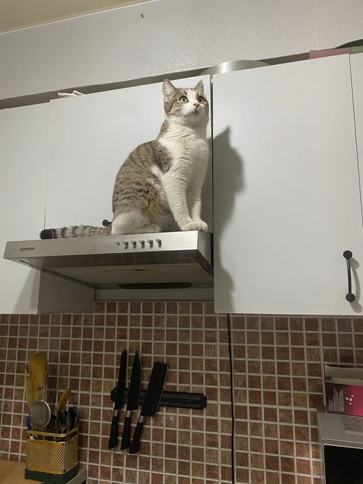 Потерялась кошка Мими