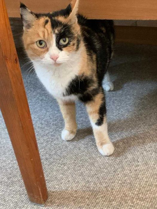 Отдам в хорошие руки. Даром.