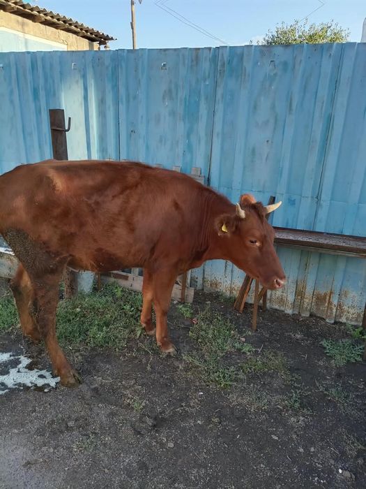 Продам тёлочку от хорошей коровы