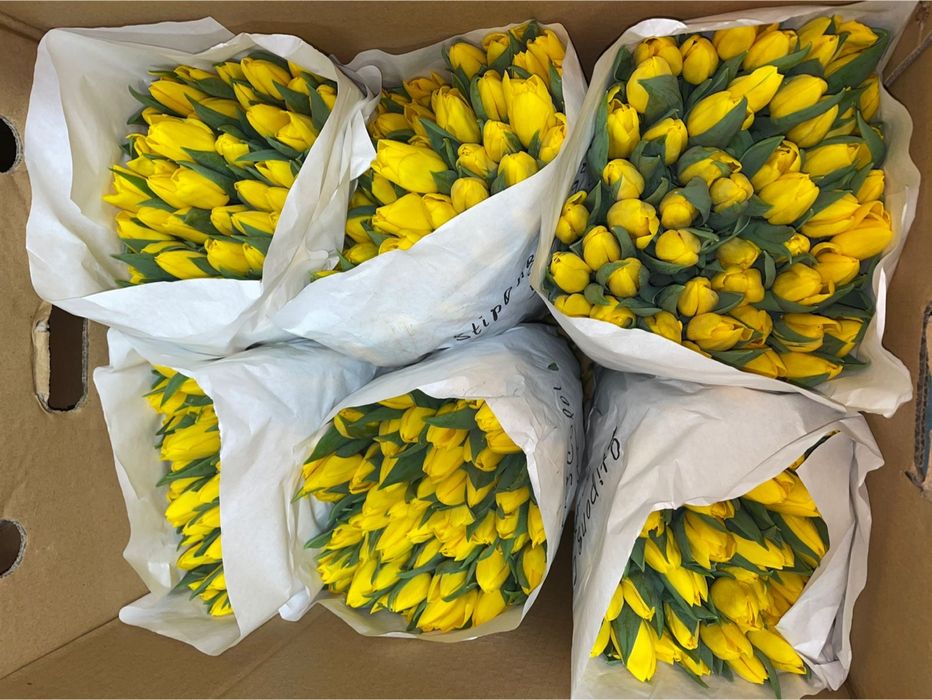Тюльпаны к 8 марта! Самые низкие цены в городе!