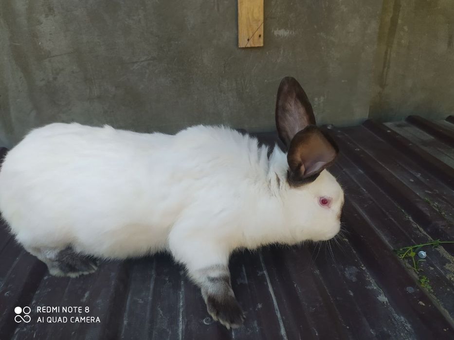 Кролики калифорния. 1 мес. Здоровые.