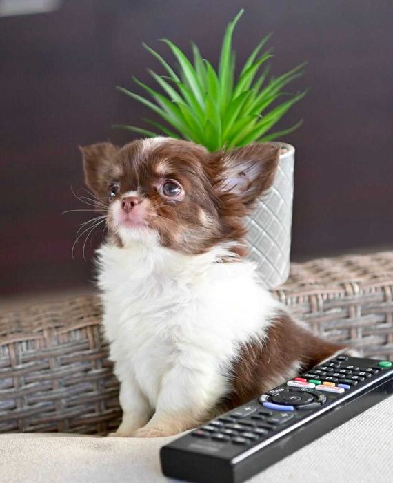 Мъжко дългокосместо мини чихуахуа бял шоколадов тен