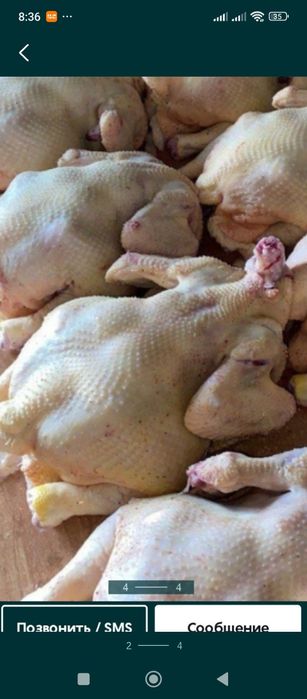 Продам мясо бройлера