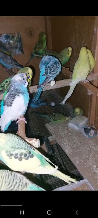 Valnisti papugay sotiladi