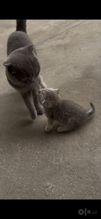 Scottish fold mushukcha