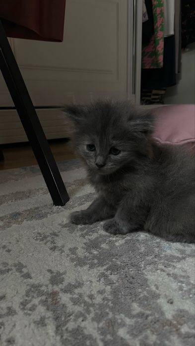 Отдам котенка в добрые руки