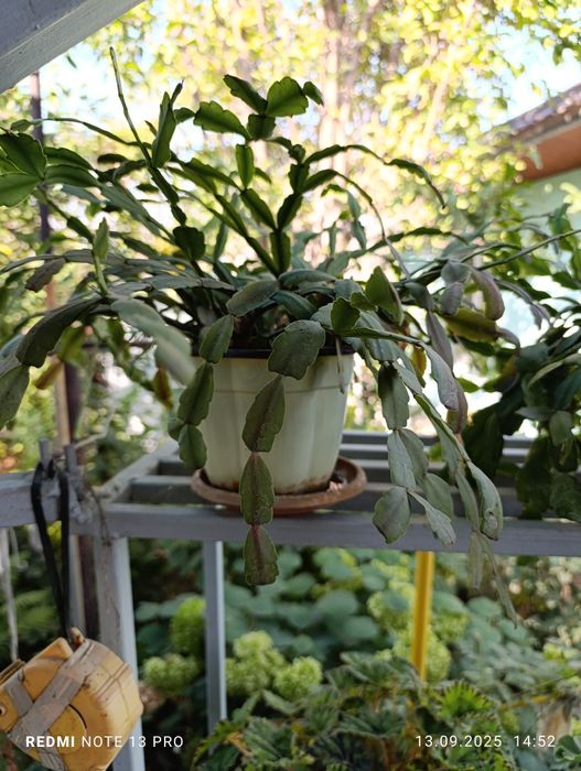 Продам комнатные цветы