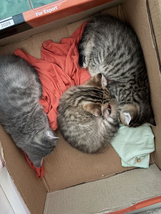 Отдам котят в добрые руки