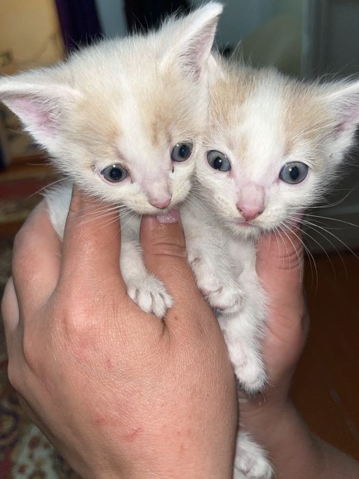 отдам котят даром