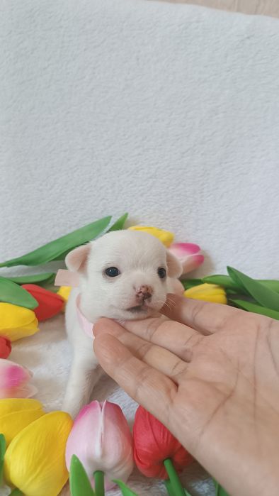 Щенок чихуахуа  девочка