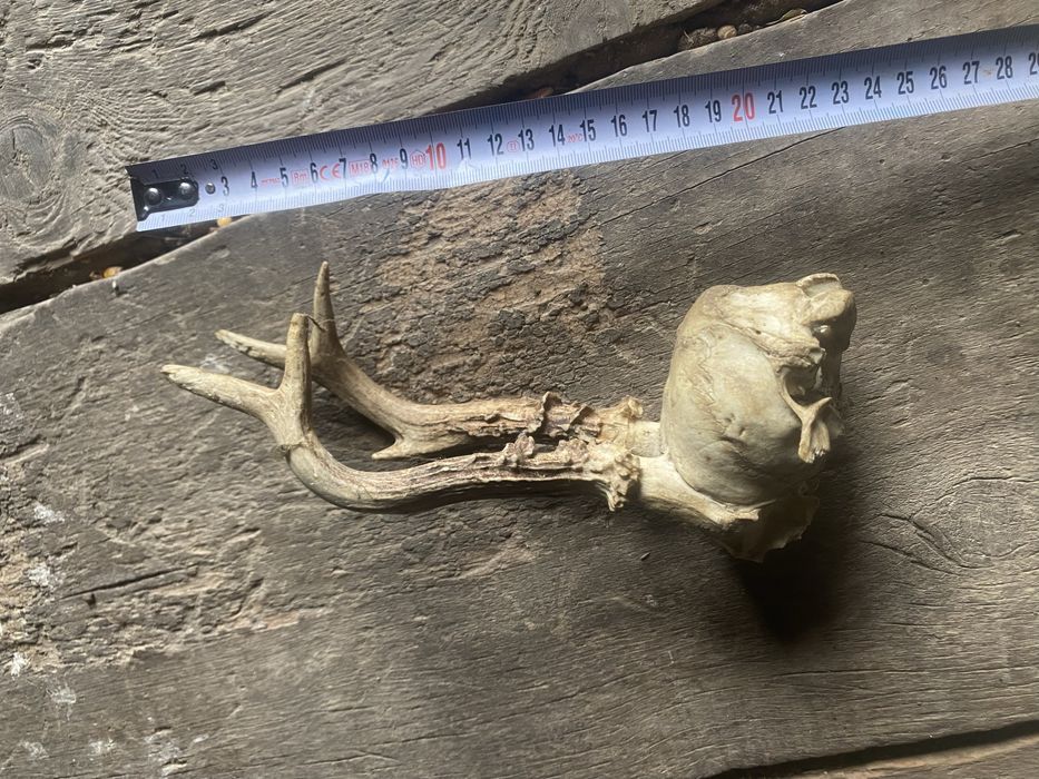 Coarne caprior 20 cm