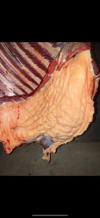 Семиз бие 3000 тг кг