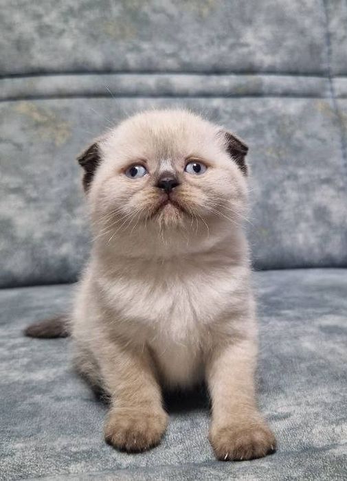 Зотдор мушук боласи