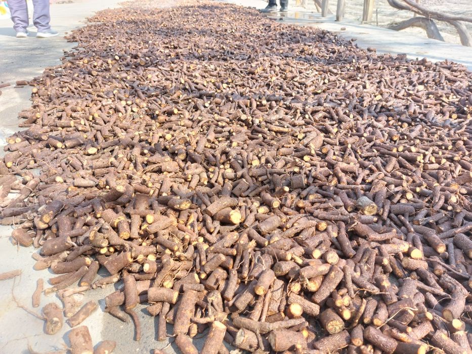 Павлония томири Pavlovniya ildiz qalamchasi bor