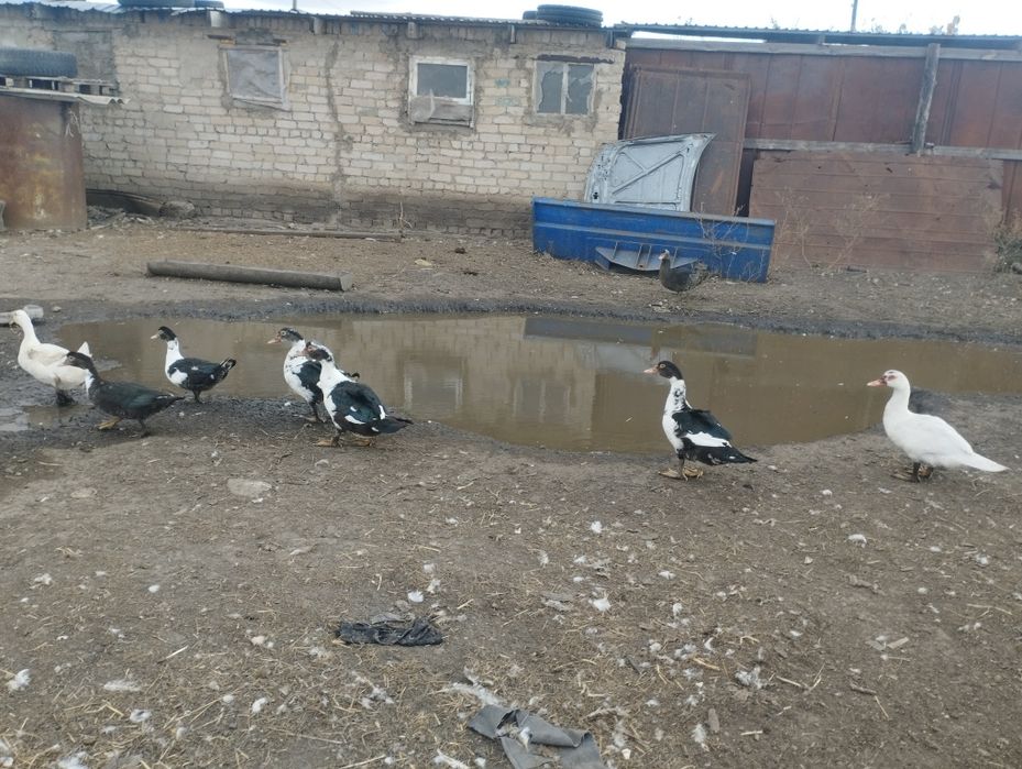 Продам индоуток .