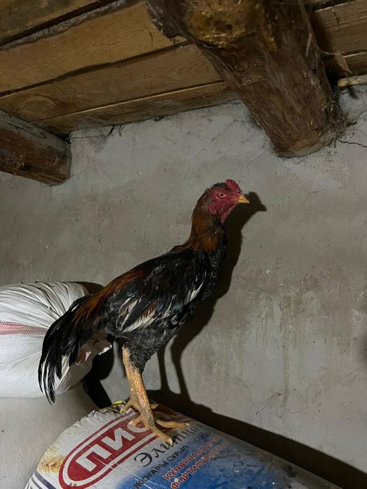 Бойтсовые даканы петушок