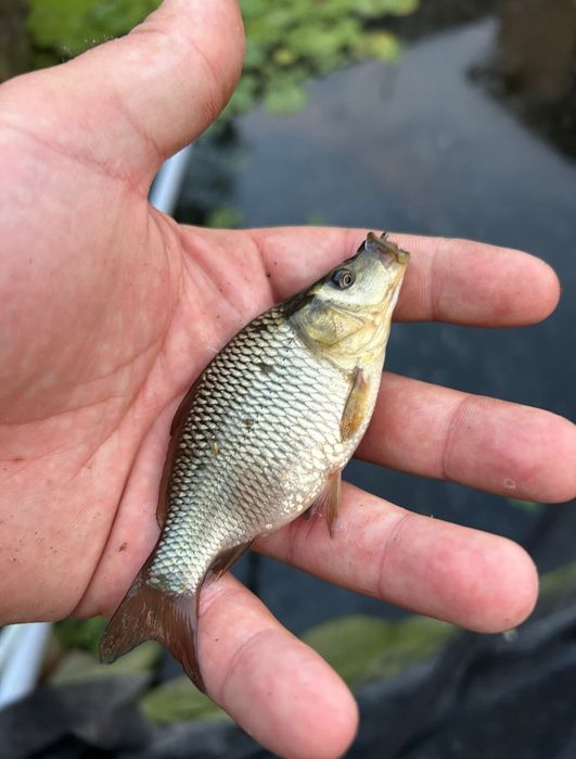 Puiet crap ten sânger plante de iaz