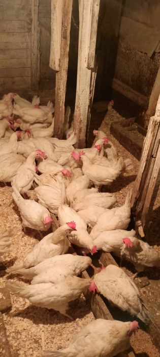 Ленгорн высокая яйценоскость