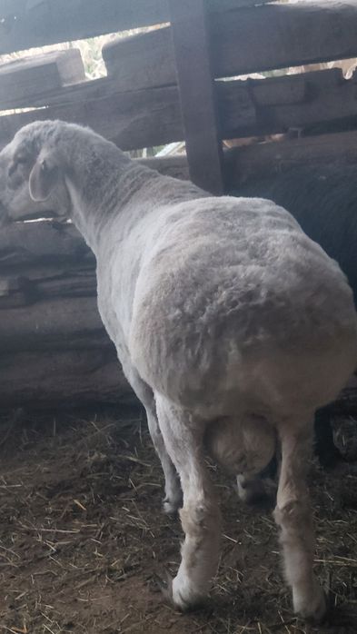 Zotli, Qozoqi qo'chorlar