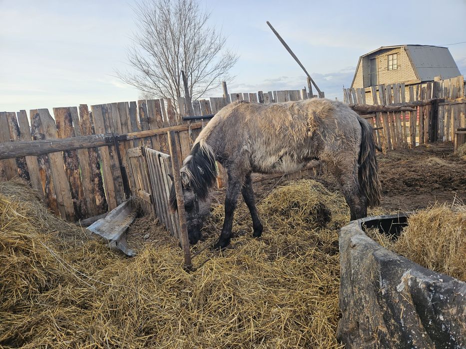Продам жеребчика