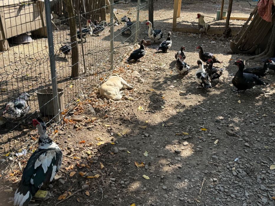 Animale de vânzare