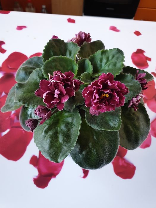 Сортовые фиалки **