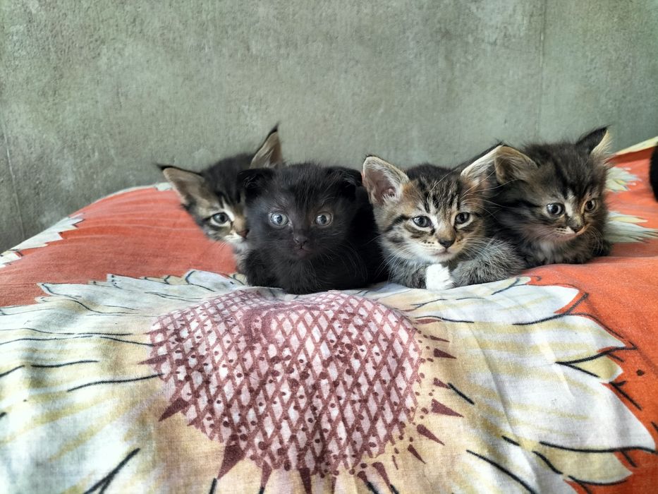 Отдам котят в добрые руки