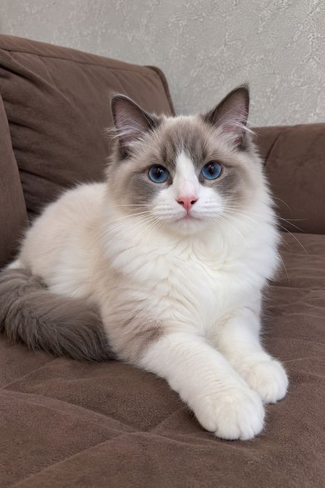 Ragdoll mushuk sotiladi