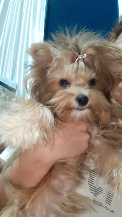 Продаются йоркширский терьер щенки