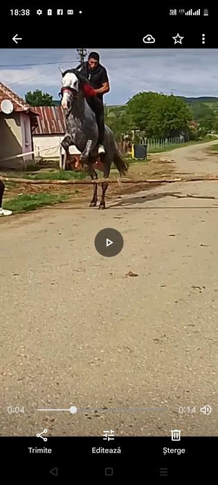 Vand sau schimb mânz de 3 ani de călărie