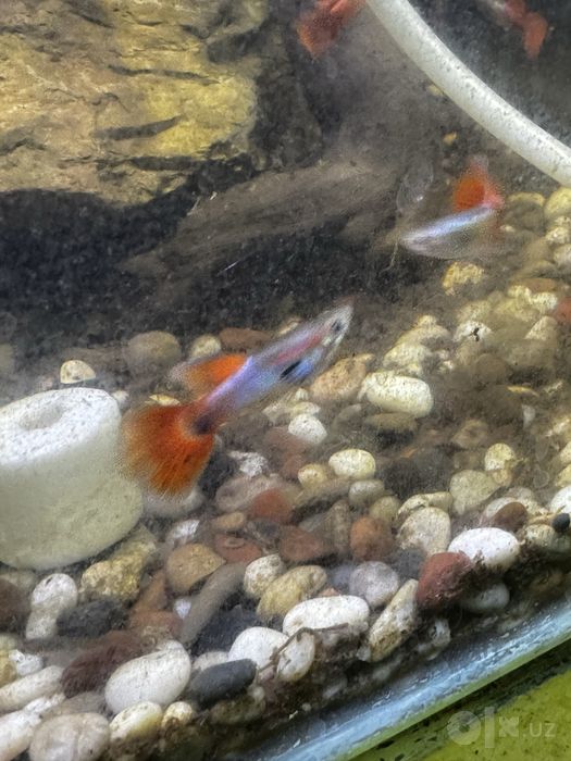 Guppilar sotiladi